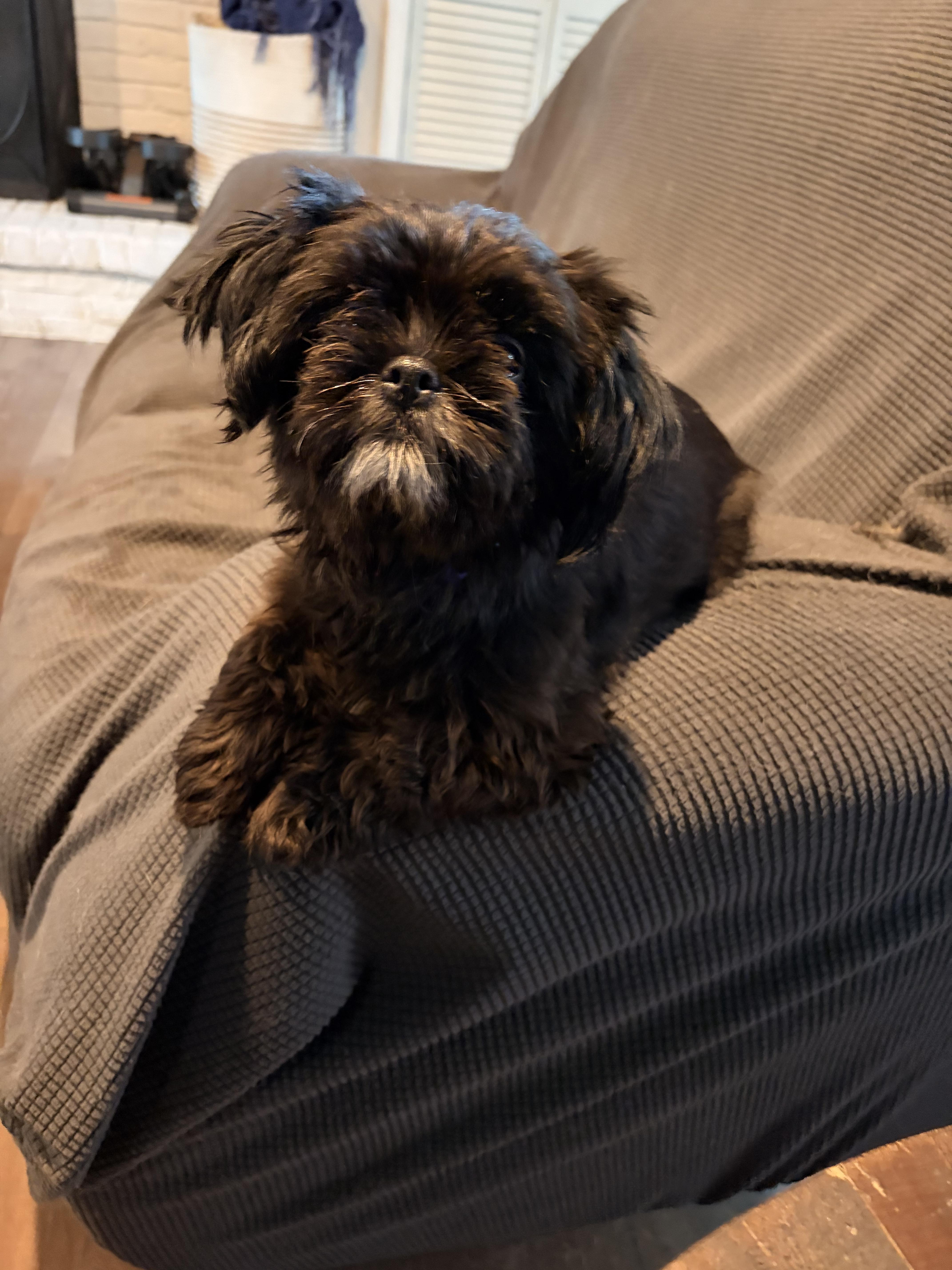 Peanut Butter & Jelly, a ADOPTABLE Shih Tzu in Byron, IL image 4/6