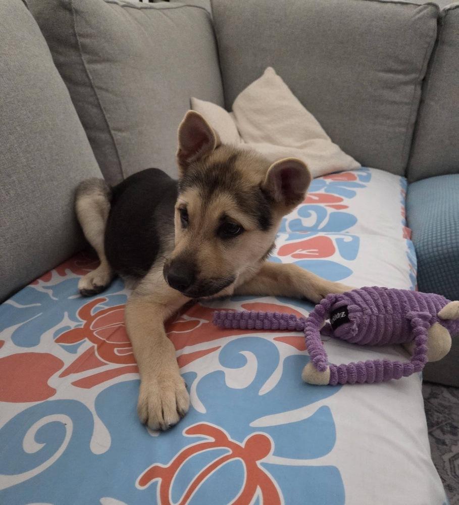 Sierra, a Adoptable mixed breed in Colorado Springs, CO image 1/6