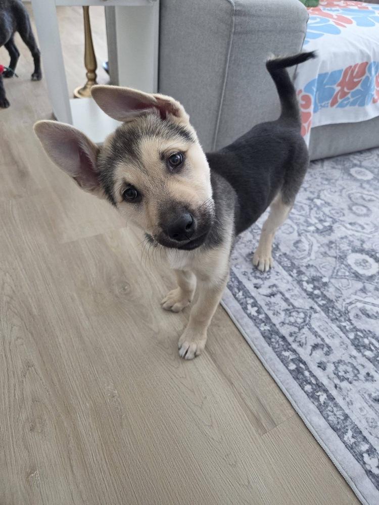 Sierra, a Adoptable mixed breed in Colorado Springs, CO image 2/6