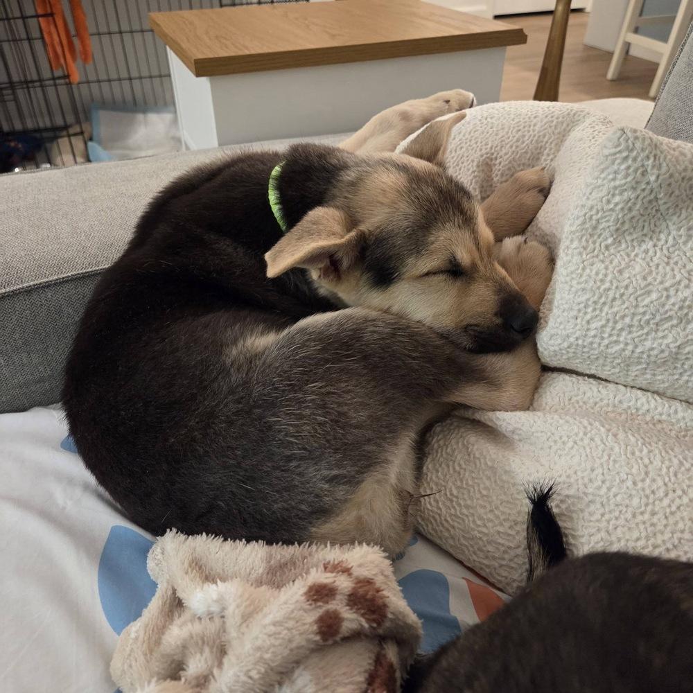 Sierra, a Adoptable mixed breed in Colorado Springs, CO image 3/6