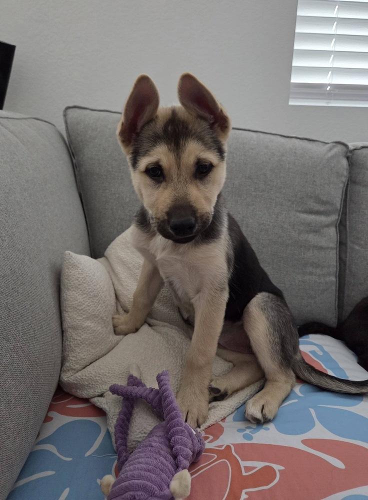 Sierra, a Adoptable mixed breed in Colorado Springs, CO image 4/6