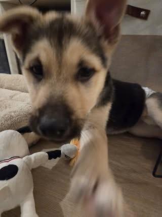 Sierra, a Adoptable mixed breed in Colorado Springs, CO image 5/6