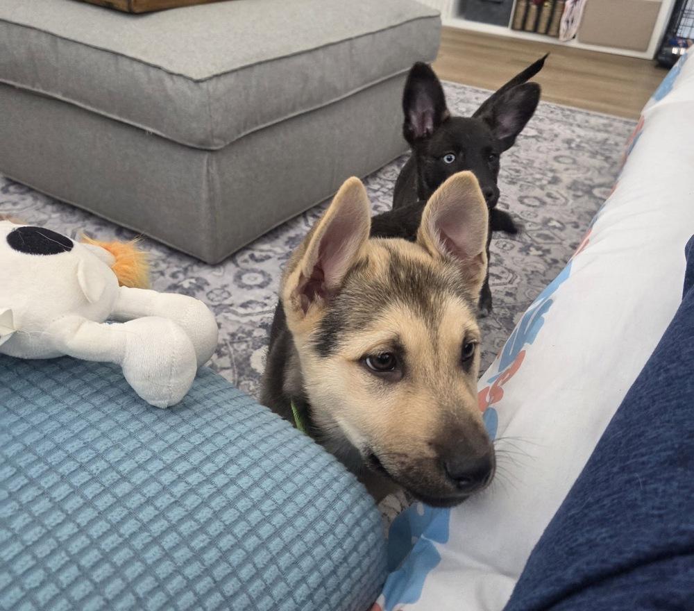 Sierra, a Adoptable mixed breed in Colorado Springs, CO image 6/6