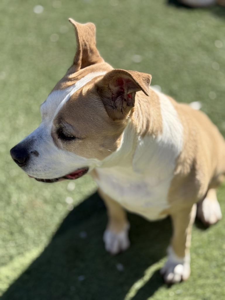 Nila, ADOPTABLE, Adult Female Mixed Breed.