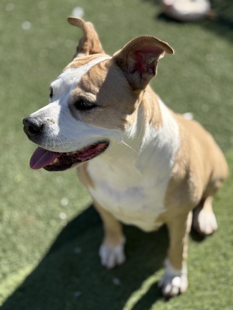 Enlarge Nila, a ADOPTABLE Mixed Breed in Albuquerque, NM image 3/4