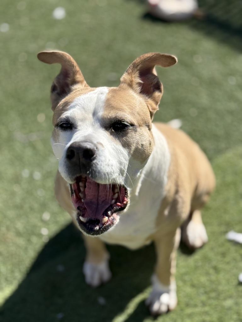 Enlarge Nila, a ADOPTABLE Mixed Breed in Albuquerque, NM image 2/4