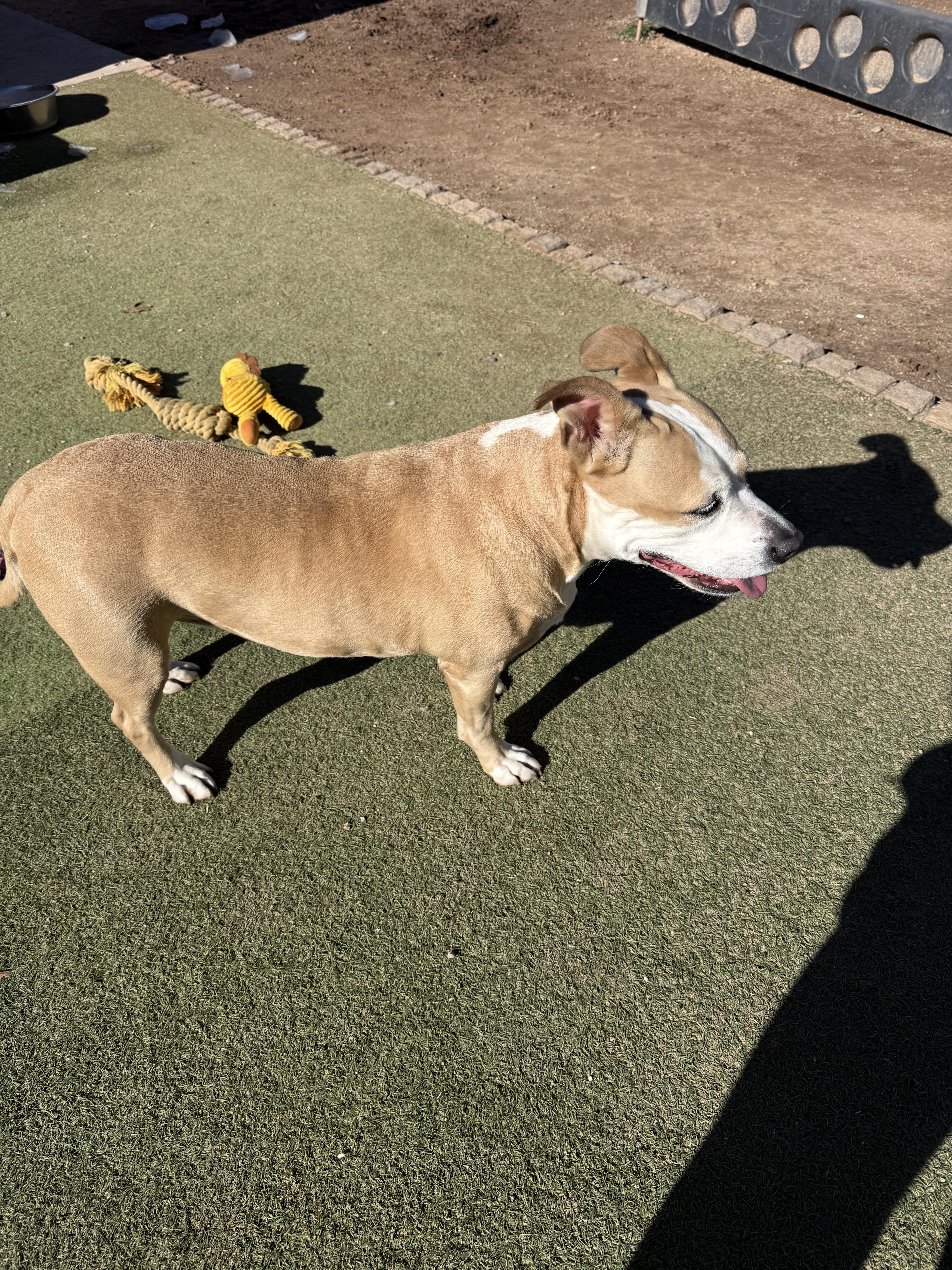 Enlarge Nila, a ADOPTABLE Mixed Breed in Albuquerque, NM image 4/4