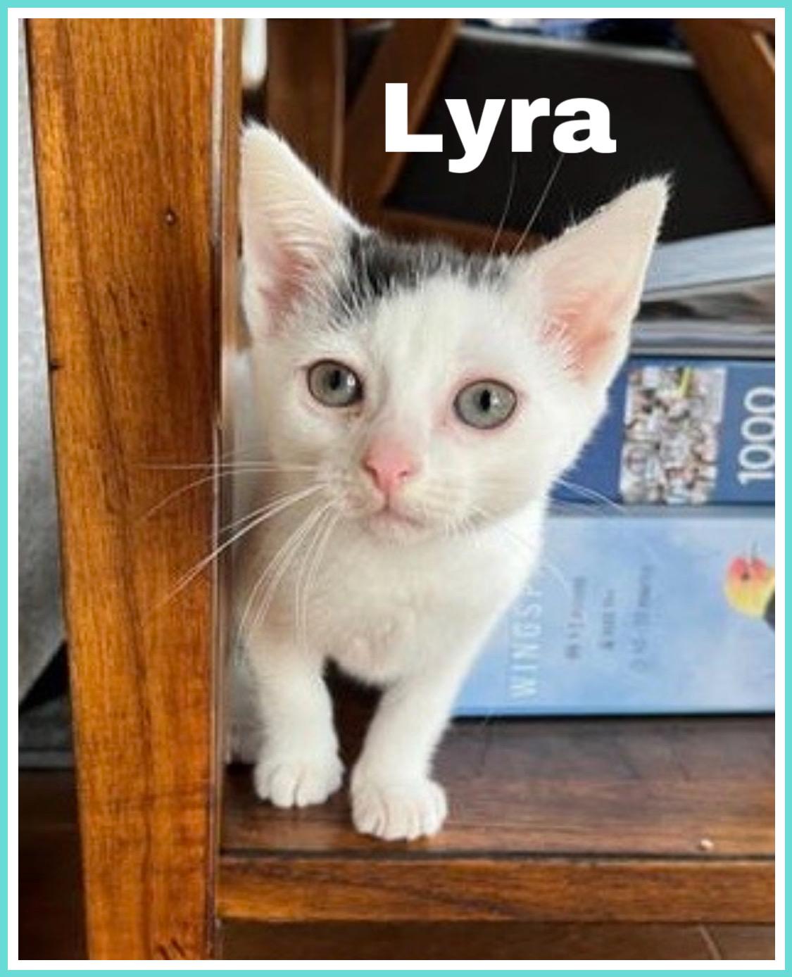 Lyra, Jenkintown PS (FCID 06/03/2025-124), Baby Female Domestic Short Hair