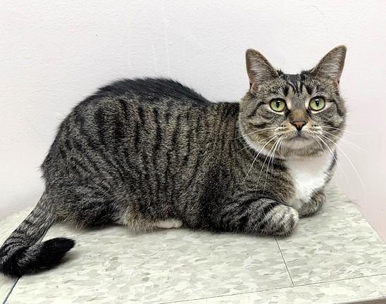 Stewie, adopted, Adult Female Domestic Short Hair.