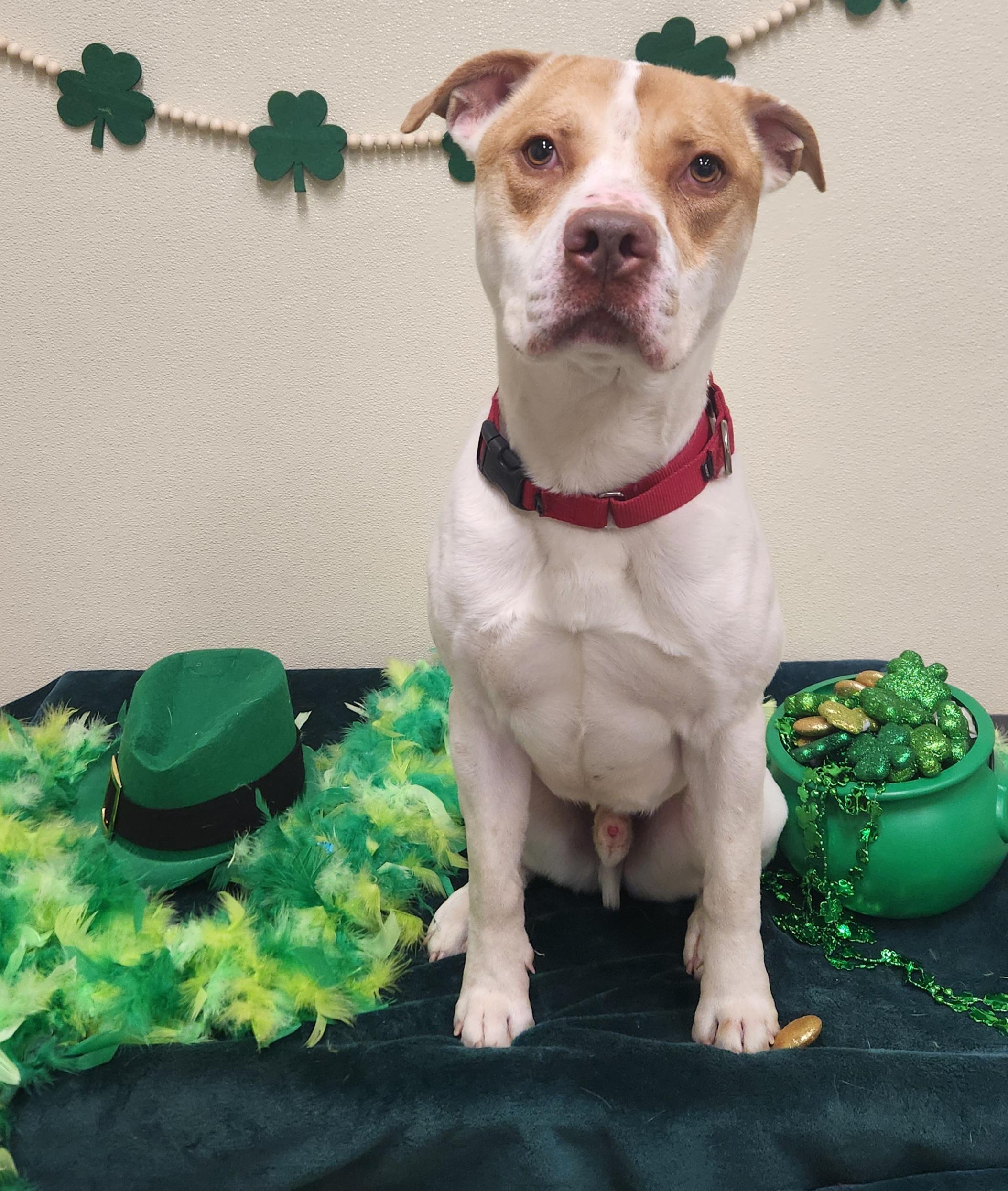 Enlarge Bingo, a Adoptable mixed breed in Sewaren, NJ image 1/4