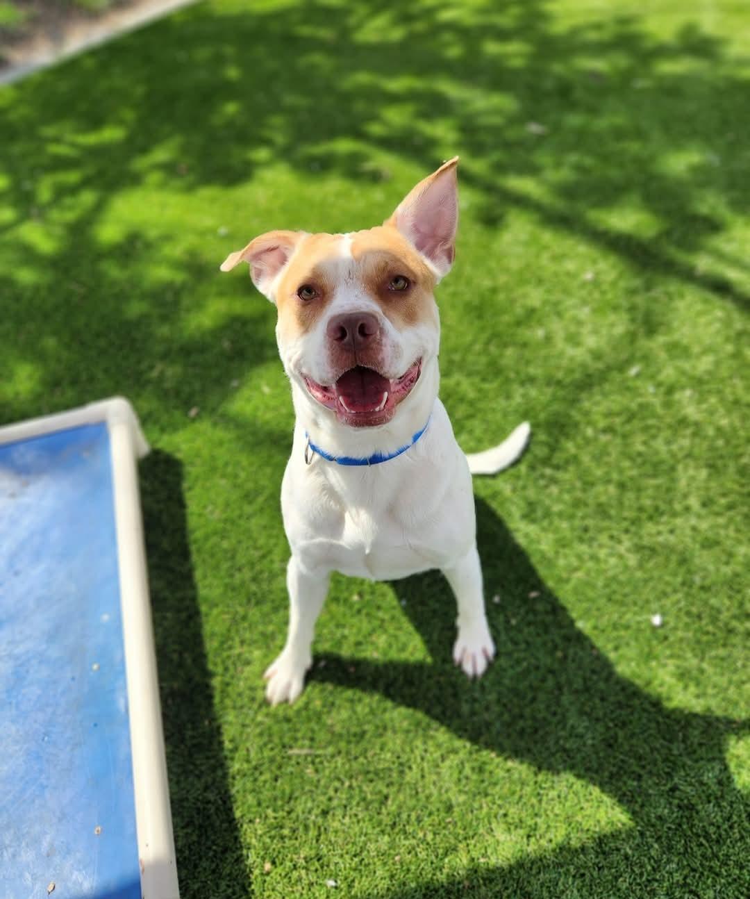 Bingo, Adoptable, Adult Male Labrador Retriever & Pointer.