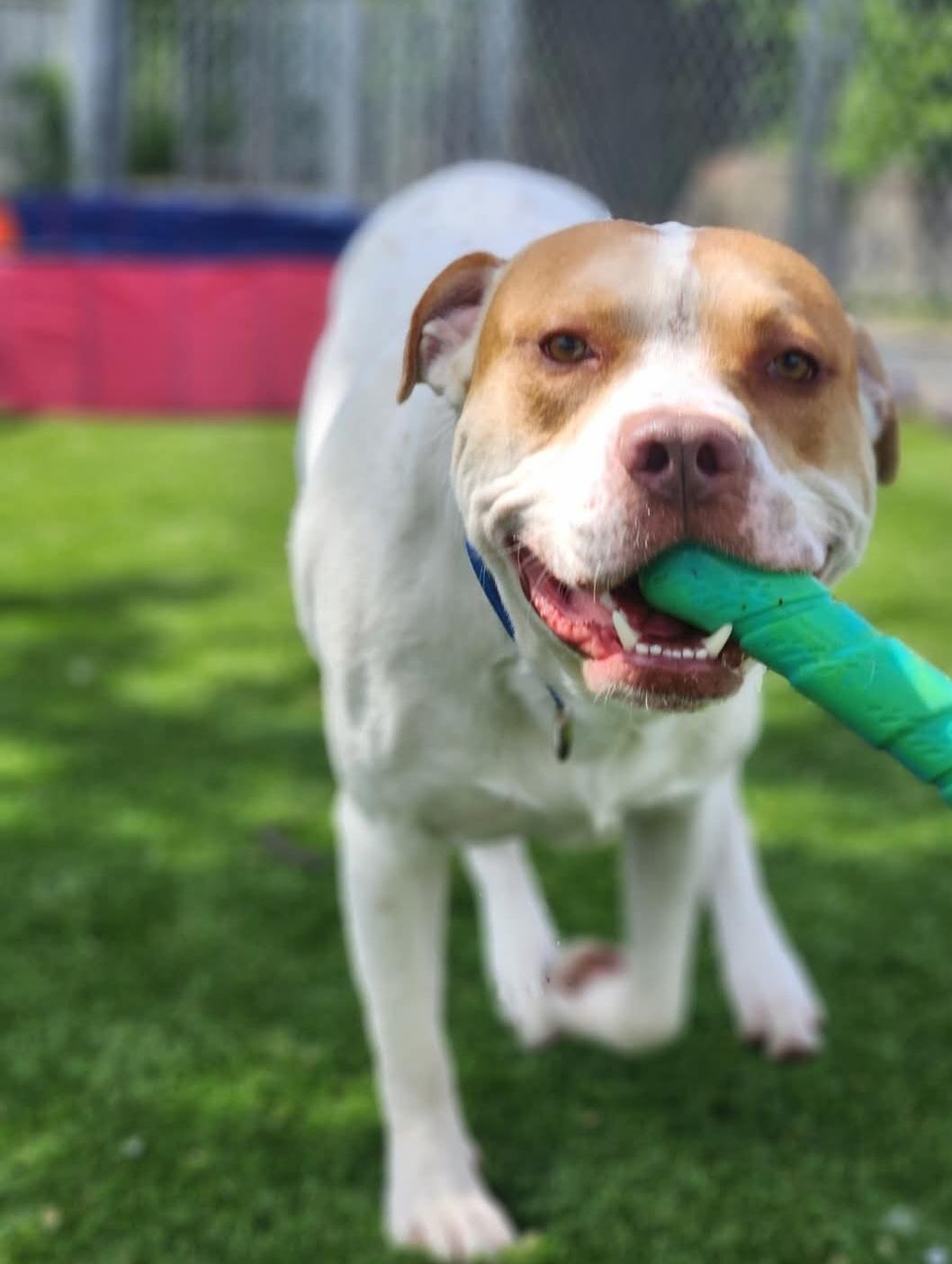 Enlarge Bingo, a Adoptable mixed breed in Sewaren, NJ image 2/3