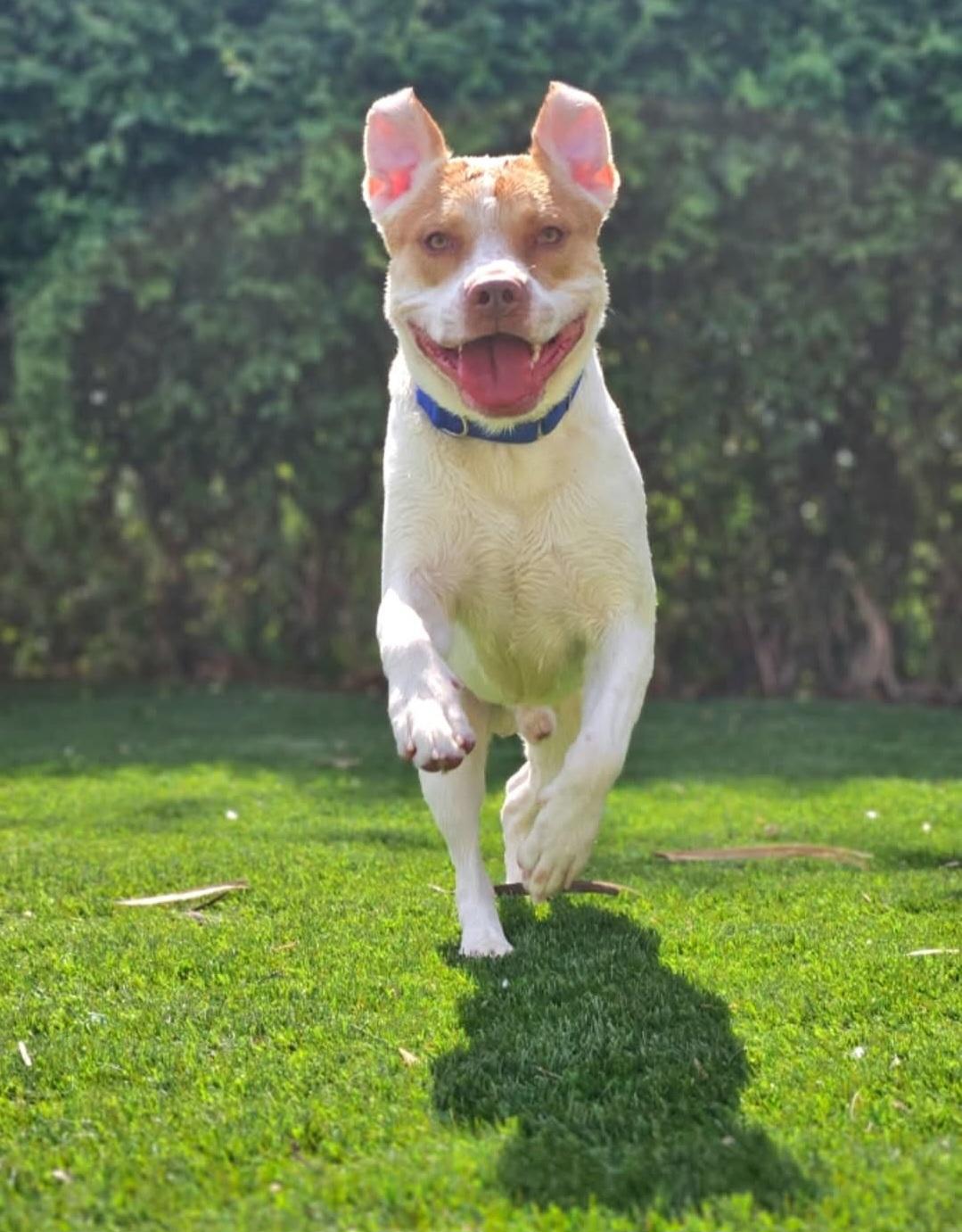 Enlarge Bingo, a Adoptable mixed breed in Sewaren, NJ image 3/3