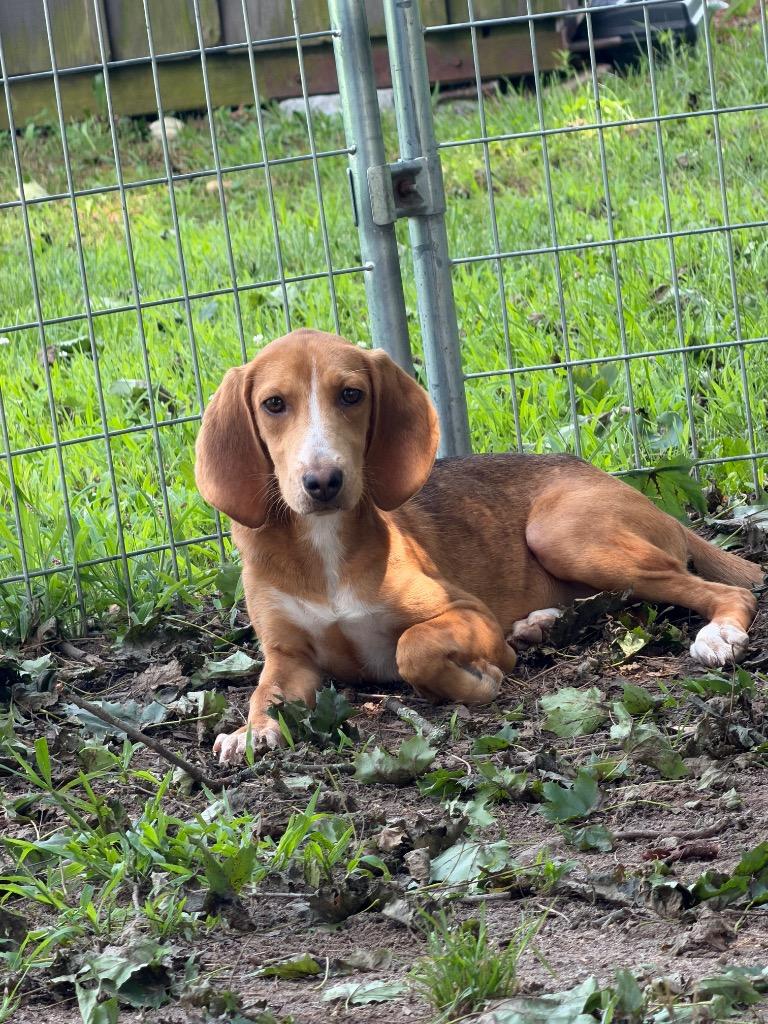 Laverne, Adoptable, Puppy Female Coonhound & Hound.