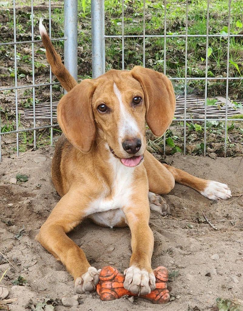 Enlarge Laverne, a Adoptable mixed breed in Port Jervis, NY image 2/4
