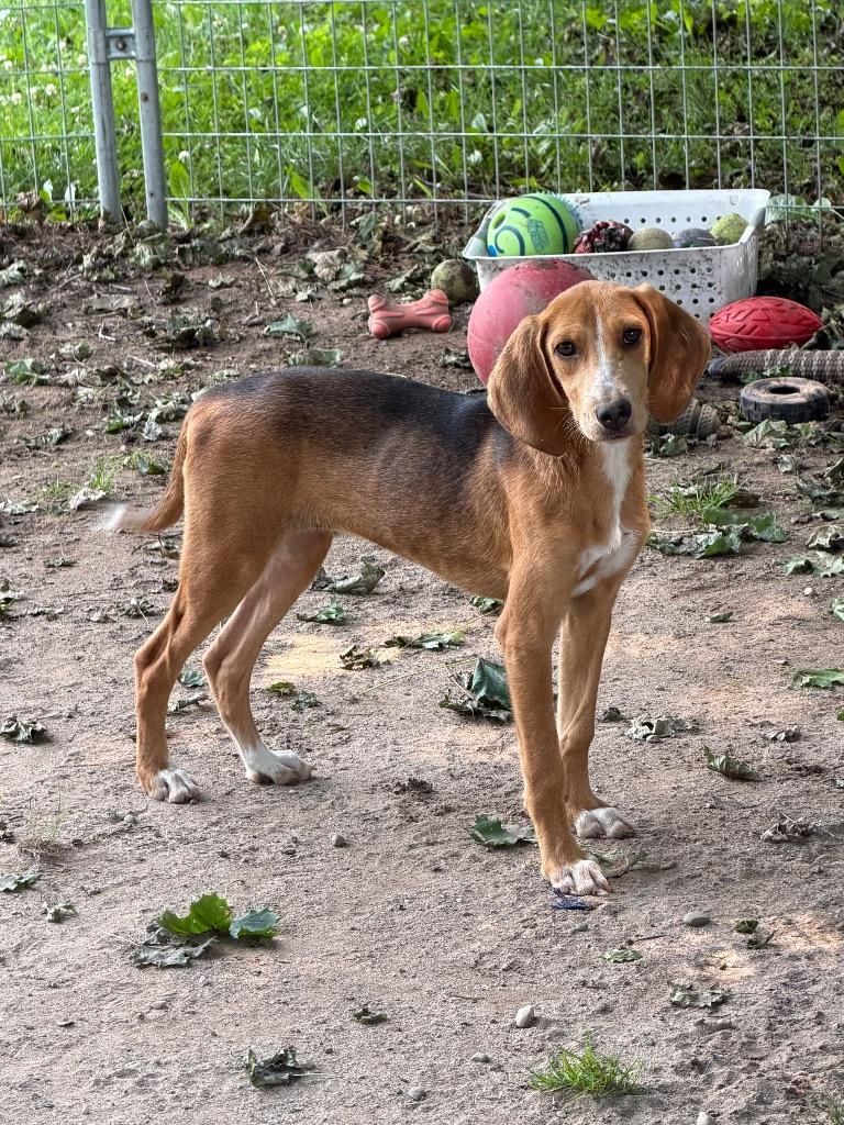 Enlarge Laverne, a Adoptable mixed breed in Port Jervis, NY image 3/4