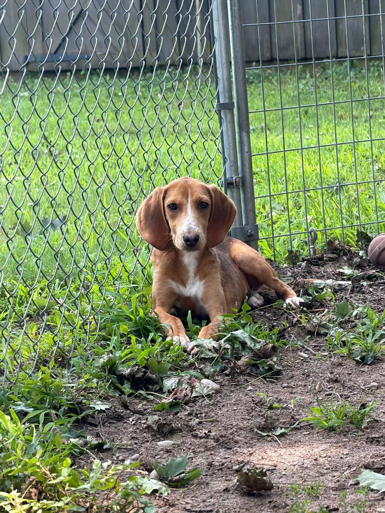 Enlarge Laverne, a Adoptable mixed breed in Port Jervis, NY image 4/4