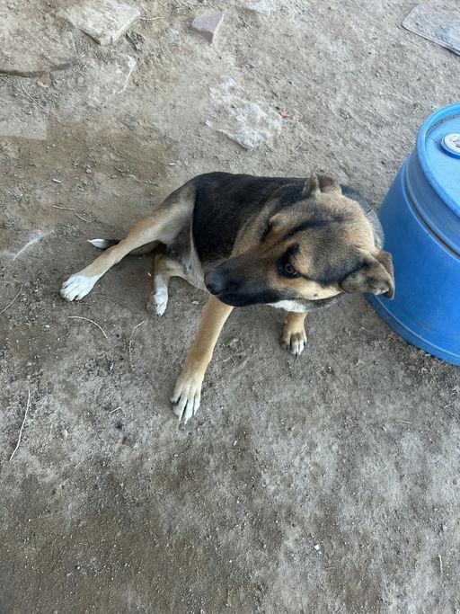 RoxAnn, Adoptable, Young Female German Shepherd Dog.