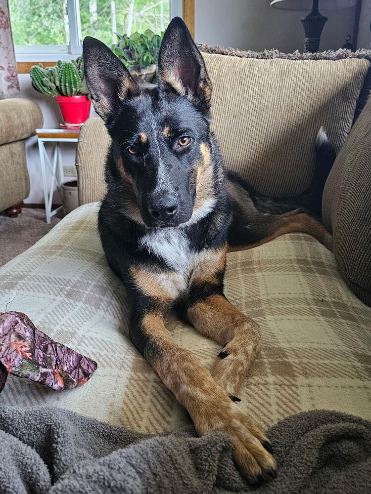 Enlarge Czrina, a Adopted mixed breed in Fredonia, WI image 1/1