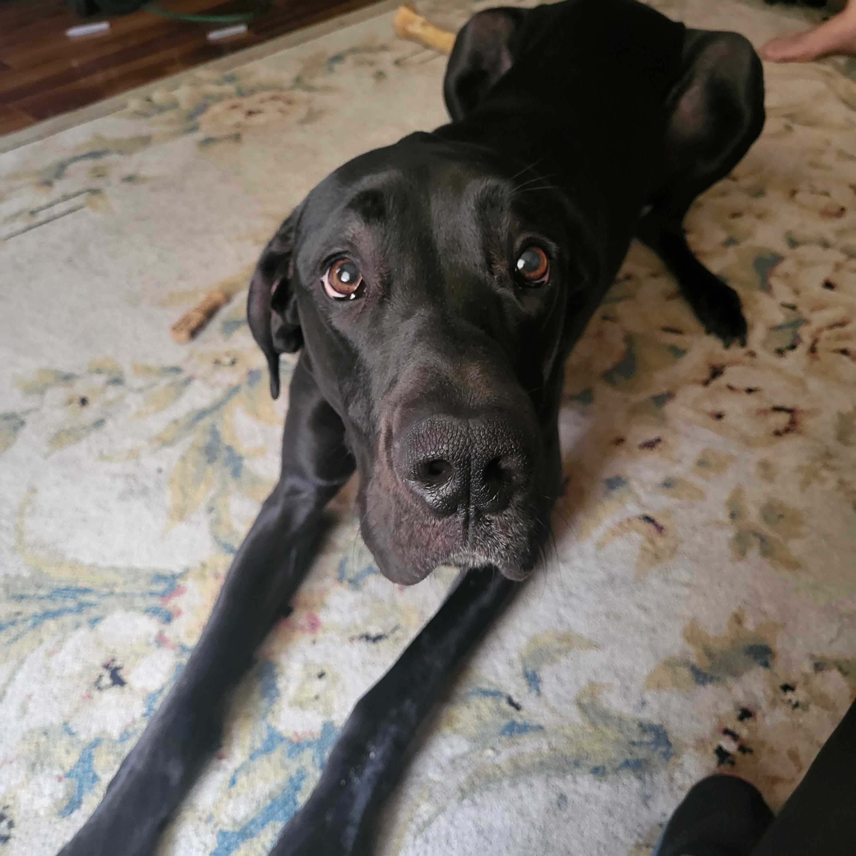 Azula, ADOPTABLE, Adult Female Great Dane.