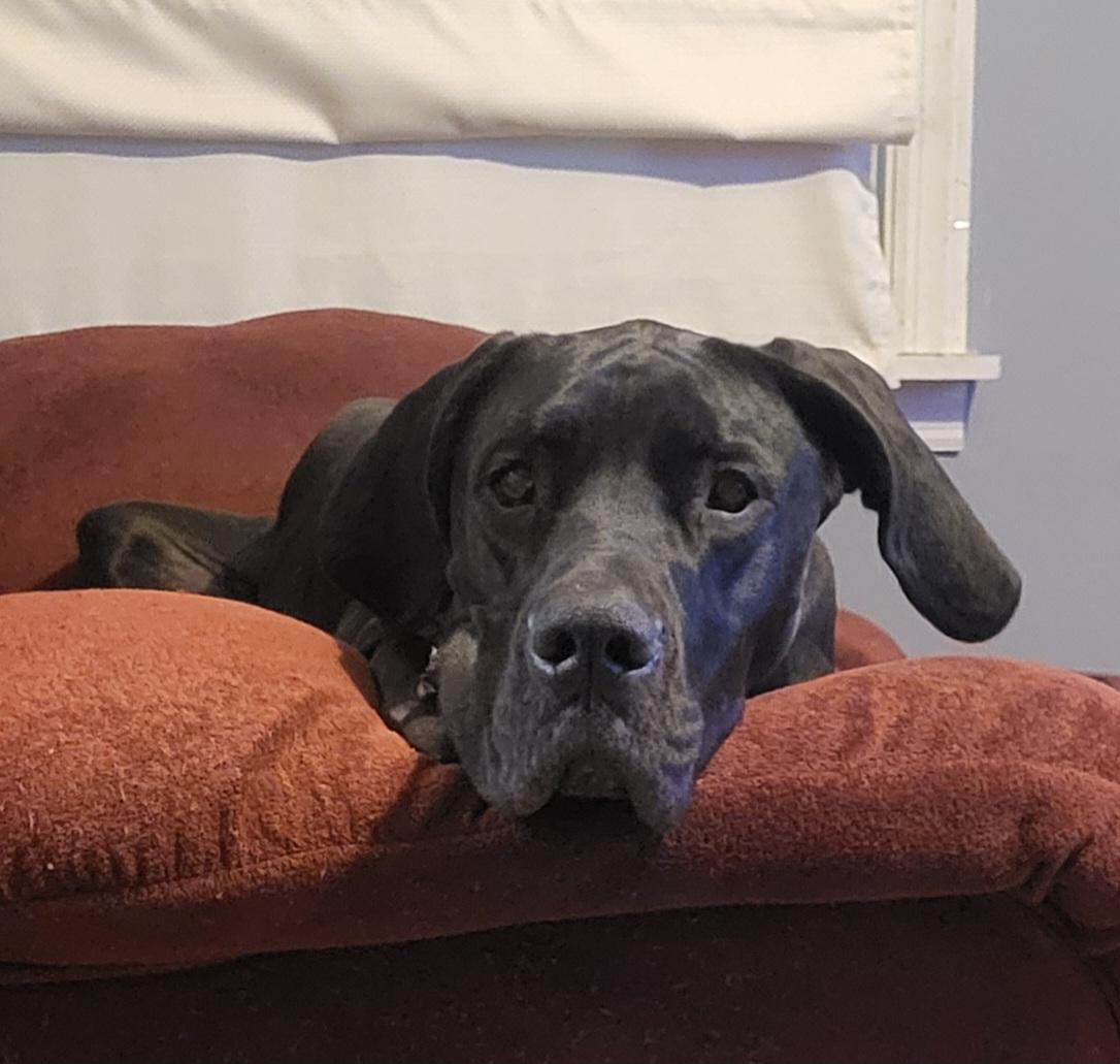 Azula, a ADOPTABLE Great Dane in Morgantown, WV image 2/5