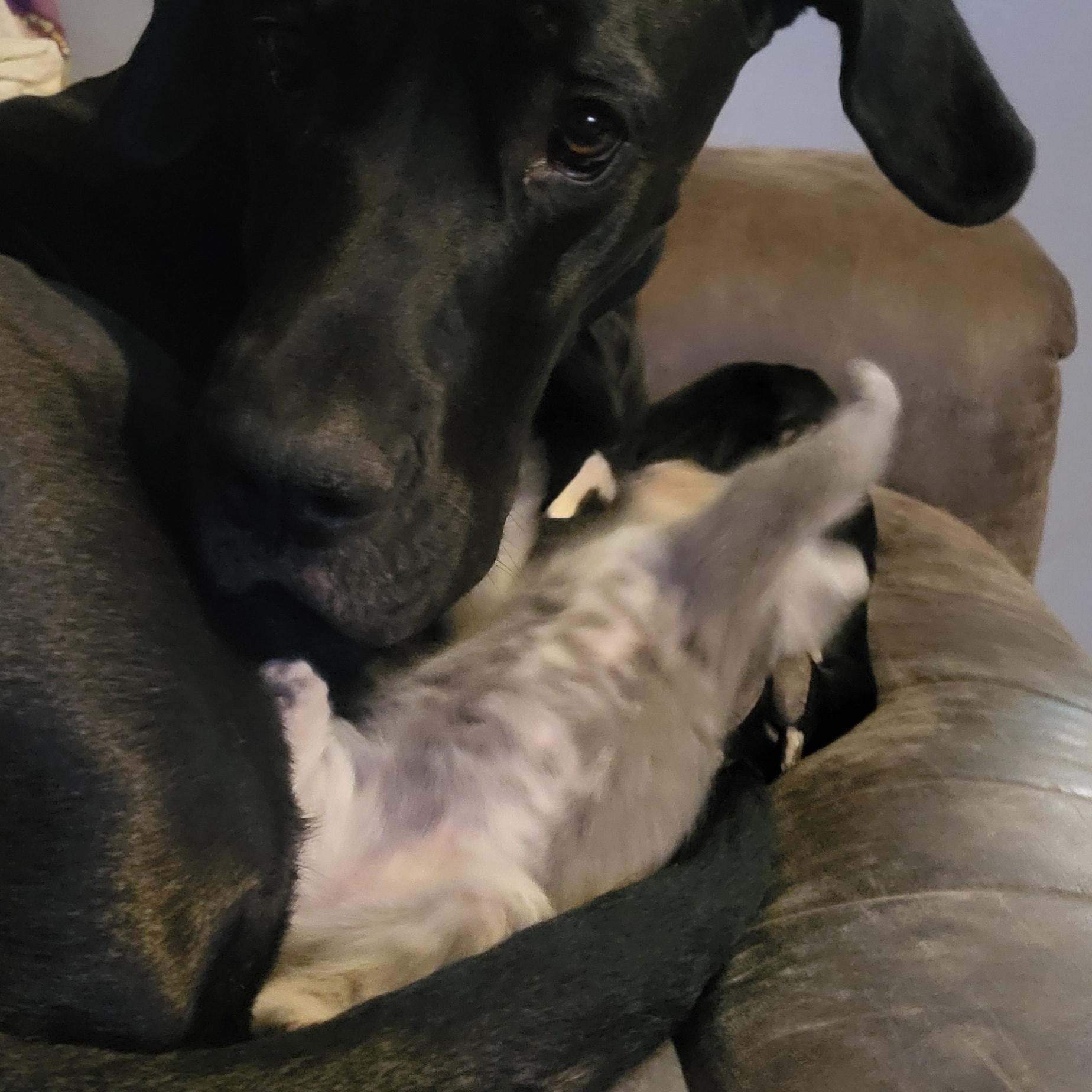 Azula, a ADOPTABLE Great Dane in Morgantown, WV image 3/5