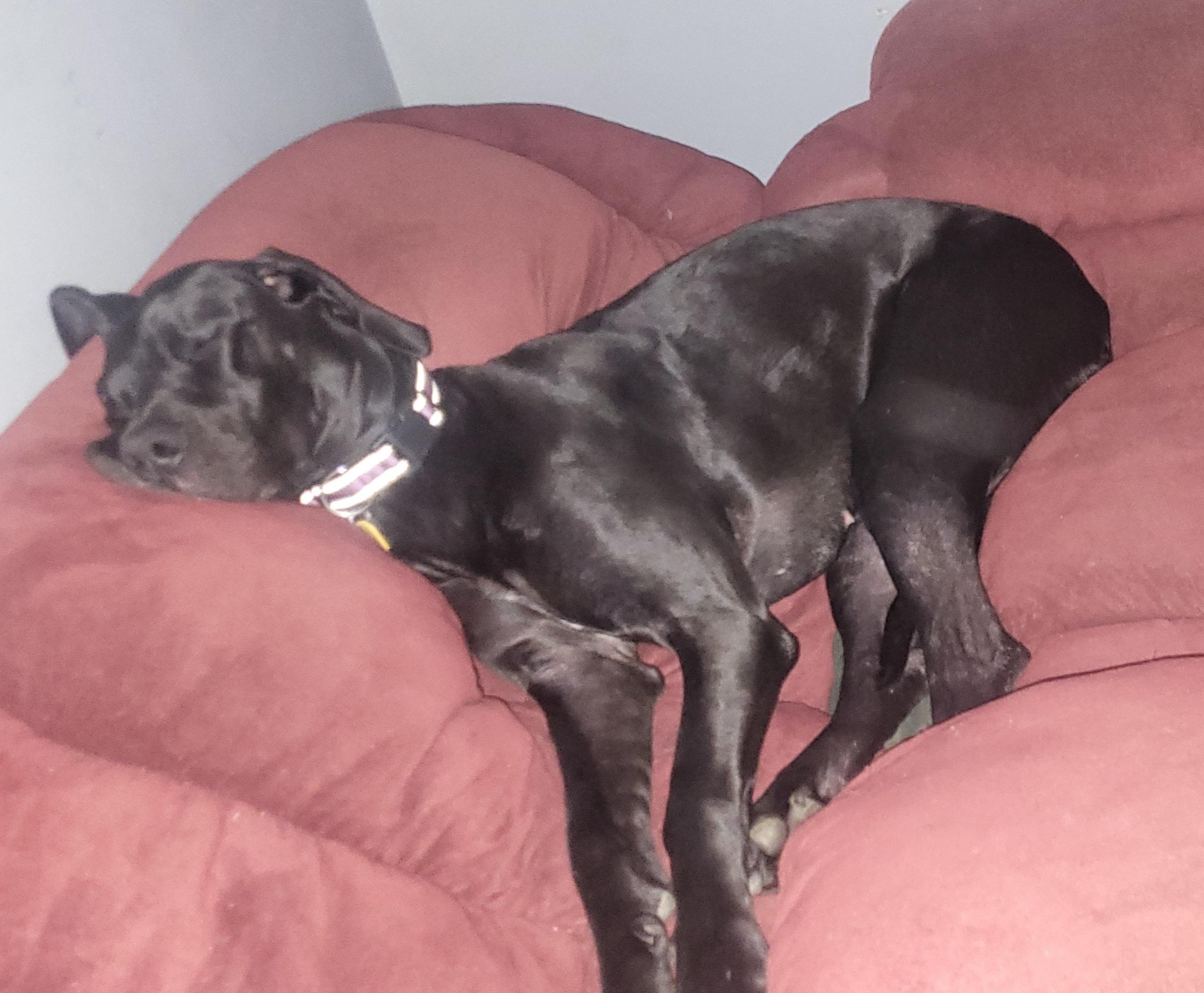 Azula, a ADOPTABLE Great Dane in Morgantown, WV image 5/5