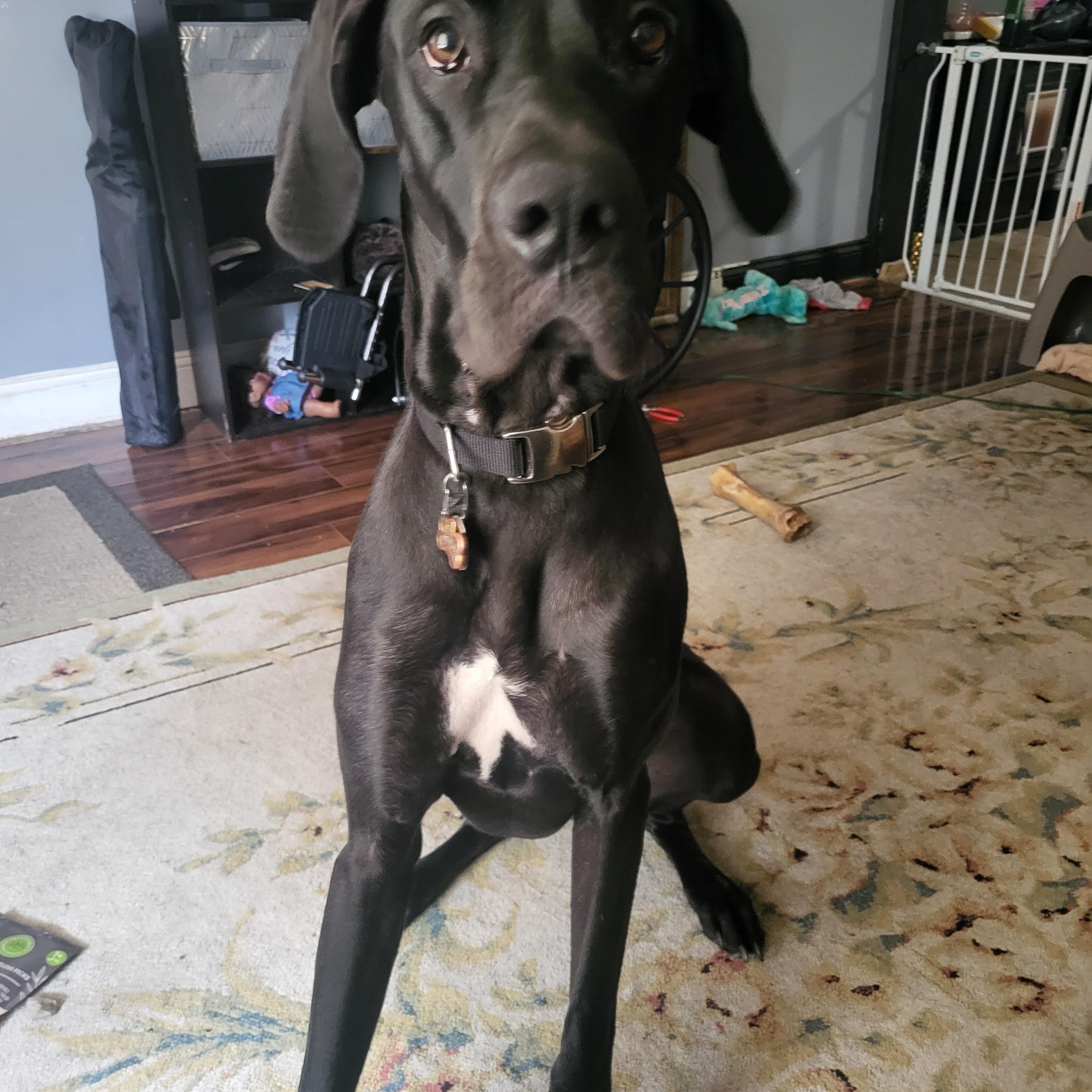 Azula, a ADOPTABLE Great Dane in Morgantown, WV image 4/5