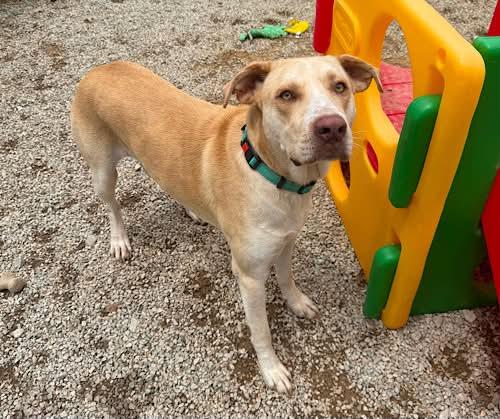 Kody 2, a ADOPTABLE Yellow Labrador Retriever in Killingworth, CT image 3/6