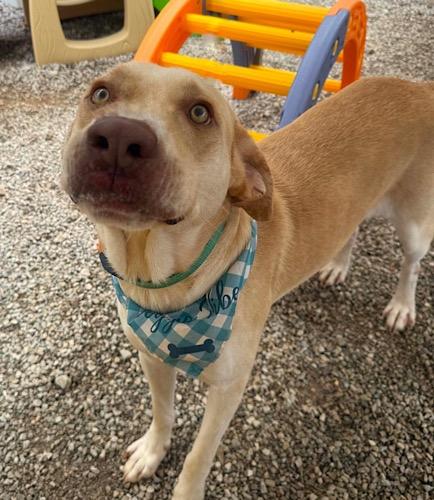 Kody 2, a ADOPTABLE Yellow Labrador Retriever in Killingworth, CT image 5/6