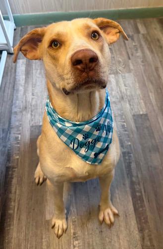 Kody 2, a ADOPTABLE Yellow Labrador Retriever in Killingworth, CT image 1/6