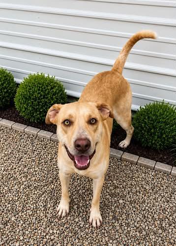 Kody 2, a ADOPTABLE Yellow Labrador Retriever in Killingworth, CT image 4/6