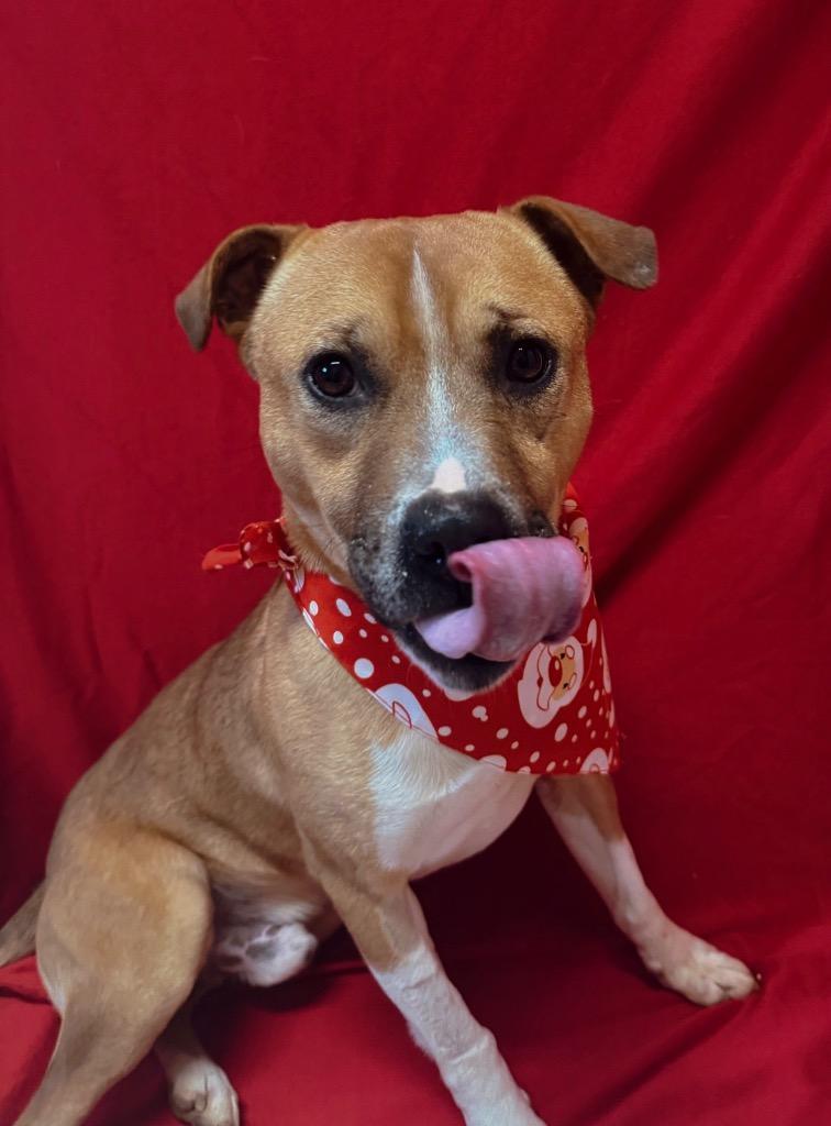 Enlarge Titus, a Adoptable American Staffordshire Terrier in Burnsville, NC image 1/3