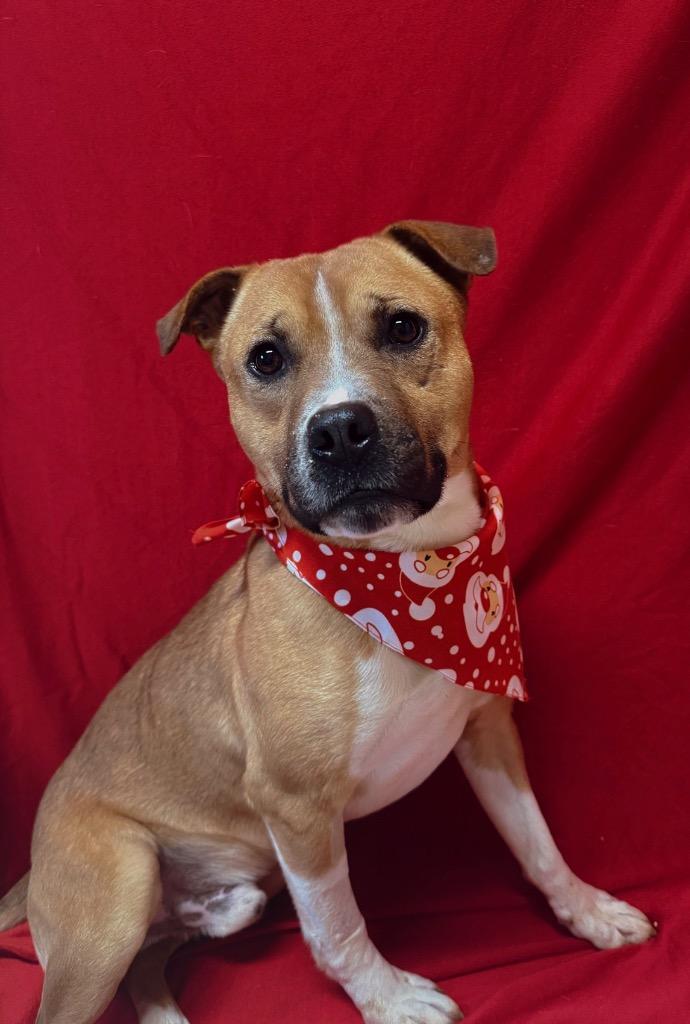 Enlarge Titus, a Adoptable American Staffordshire Terrier in Burnsville, NC image 2/3