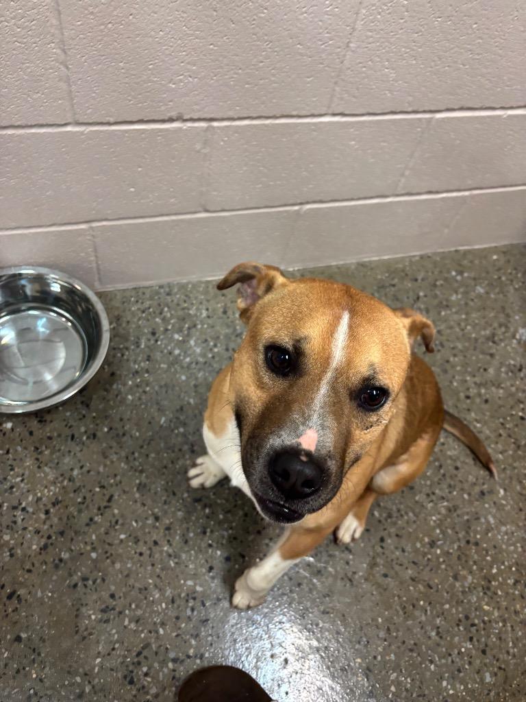 Enlarge Titus, a Adoptable American Staffordshire Terrier in Burnsville, NC image 3/3