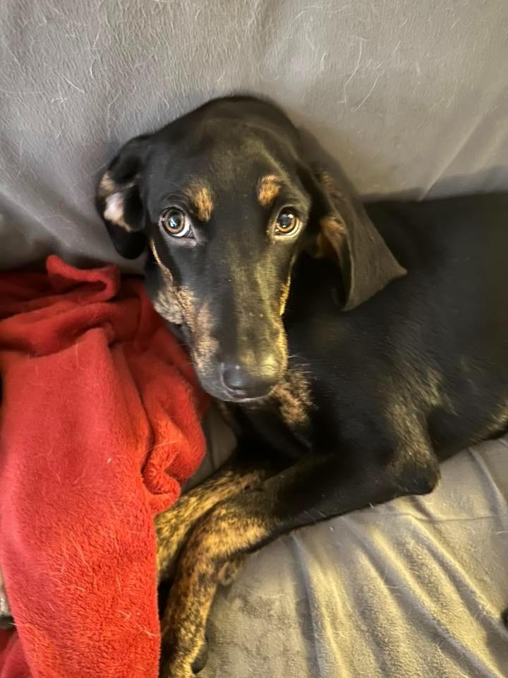 Jennings $475, Adoptable, Young Male Coonhound.