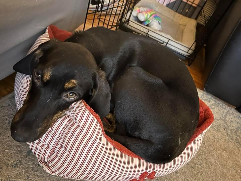 Enlarge Jennings $475, a Adoptable mixed breed in Milwaukee, WI image 2/5