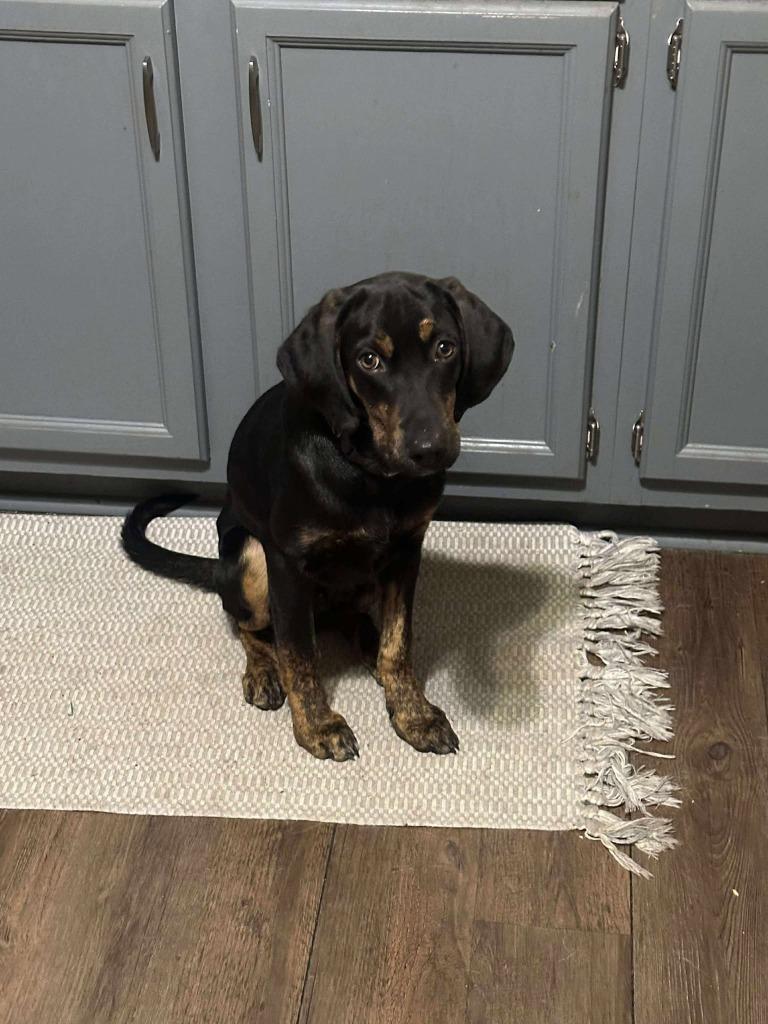 Enlarge Jennings $475, a Adoptable mixed breed in Milwaukee, WI image 3/5