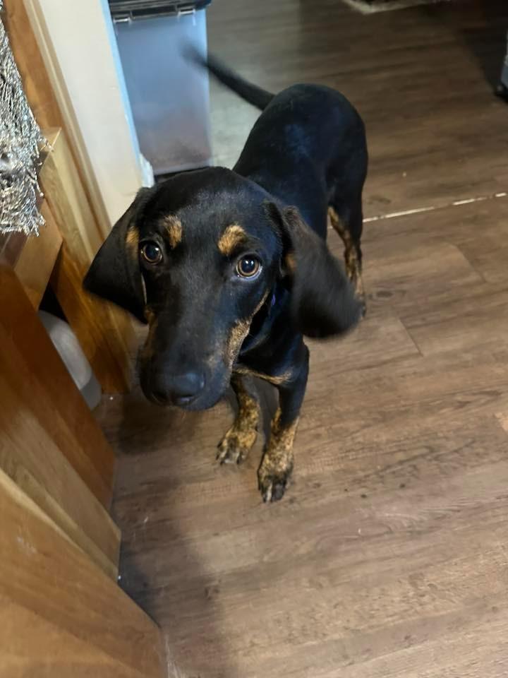 Enlarge Jennings $475, a Adoptable mixed breed in Milwaukee, WI image 4/5