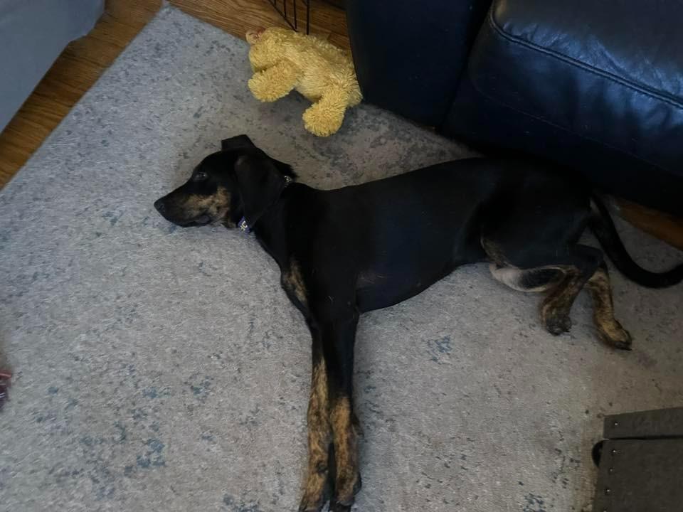 Enlarge Jennings $475, a Adoptable mixed breed in Milwaukee, WI image 5/5