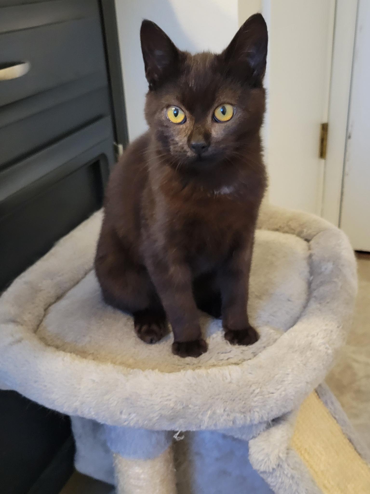 Enlarge Brioche, a Adoptable Domestic Short Hair in Newberg, OR image 1/1