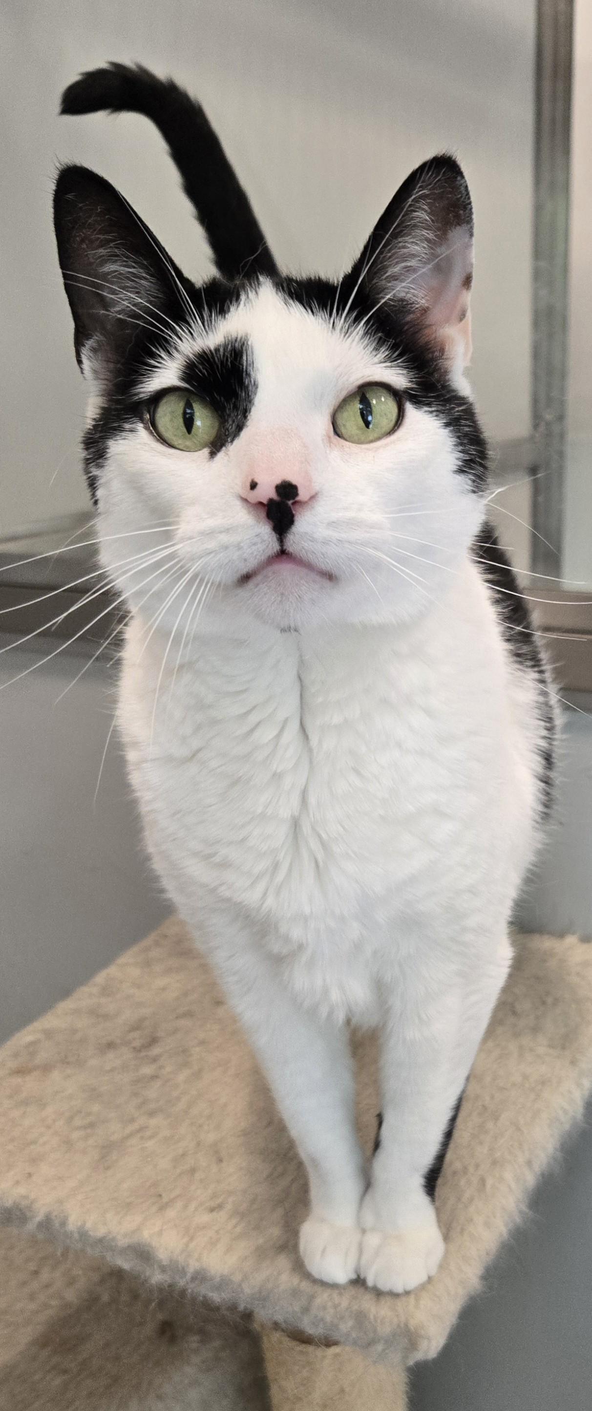 Pixel, Adult Female Domestic Short Hair