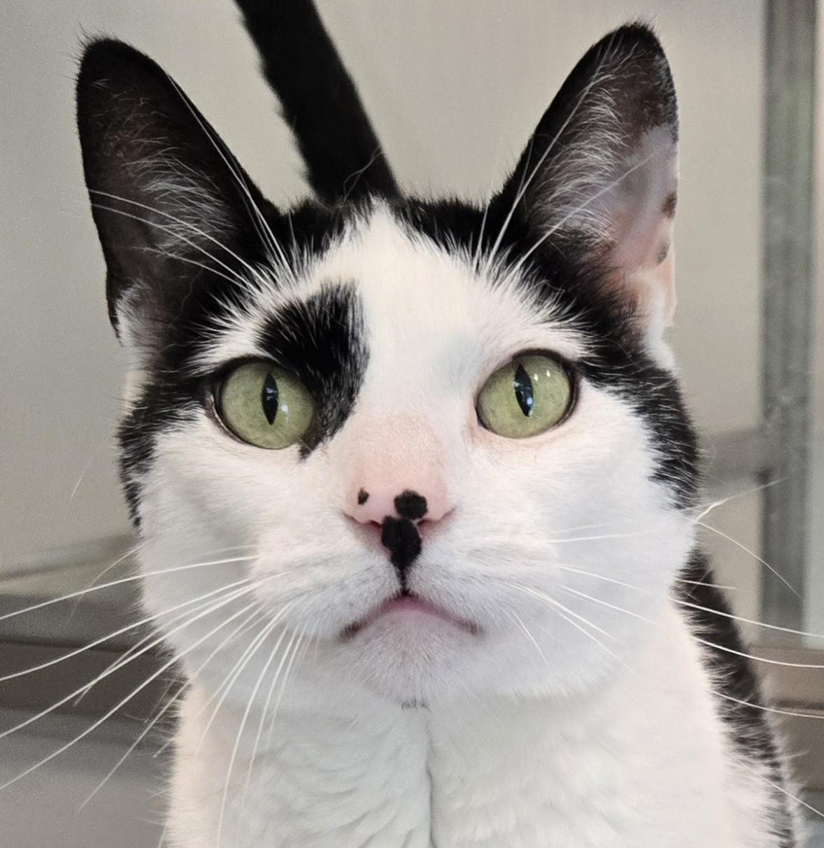 Enlarge Pixel, a Adoptable Domestic Short Hair in Warwick, NY image 1/1