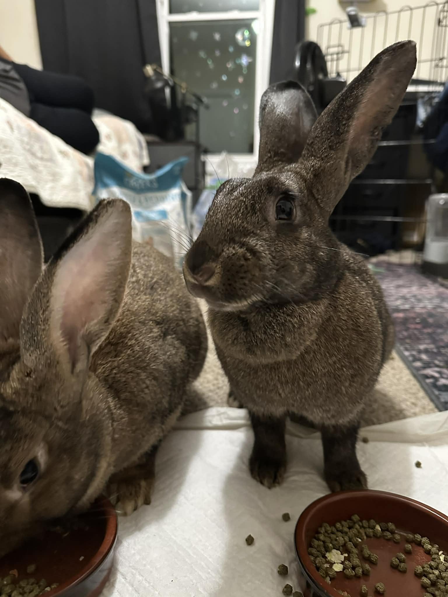 Enlarge Chungus & Zuri (bonded sisters), an adopted mixed breed in Asheville, NC image 2/6