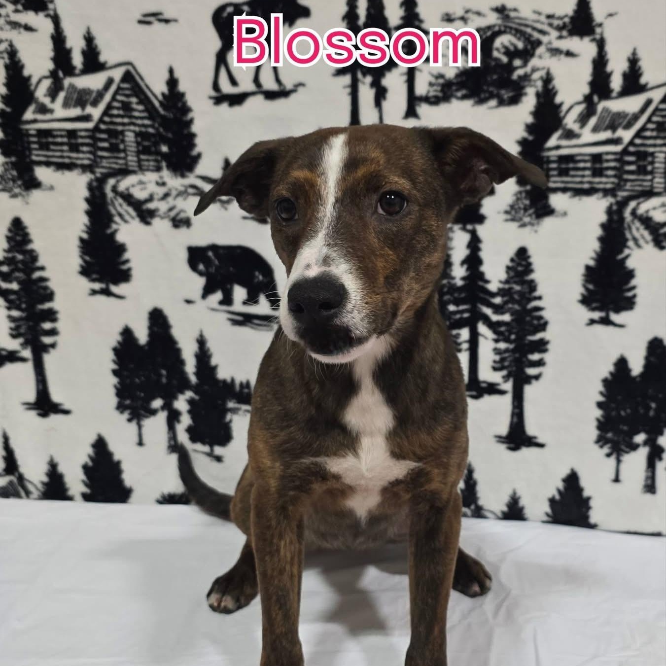 Enlarge Blossom , a ADOPTABLE mixed breed in Joliet, IL image 1/1