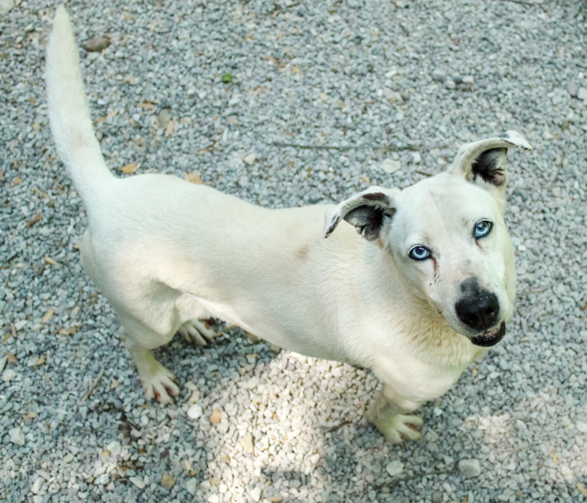 Sasha, Adoptable, Senior Female Mixed Breed.