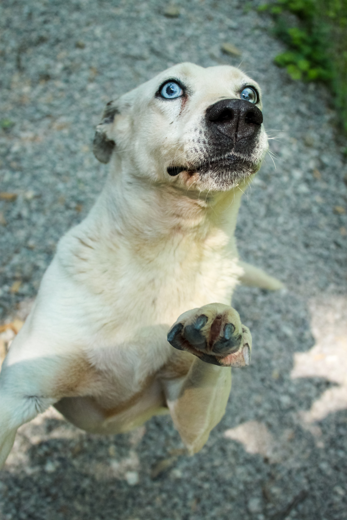Sasha, a Adoptable mixed breed in Ona, WV image 2/4