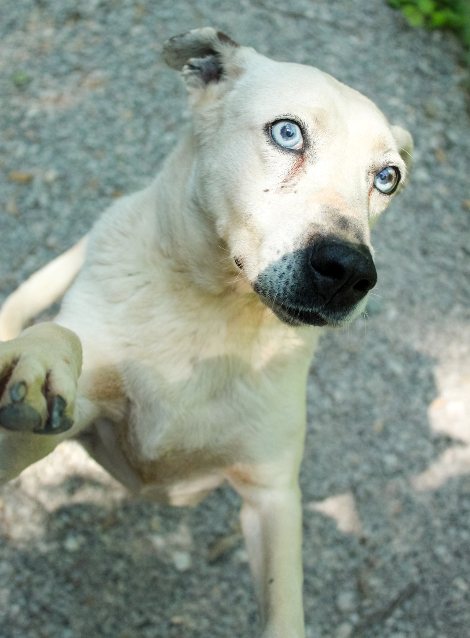 Sasha, a Adoptable mixed breed in Ona, WV image 3/4
