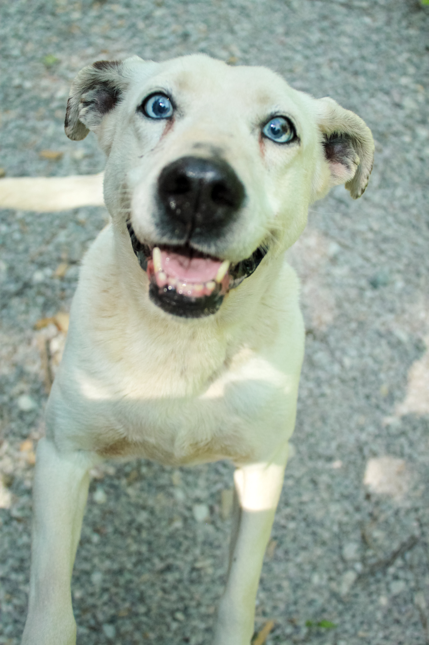 Sasha, a Adoptable mixed breed in Ona, WV image 4/4
