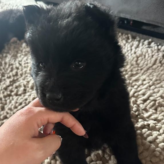 Enlarge Everest, an adopted Mixed Breed in Toledo, OH image 2/2